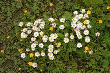 Papatya çayı ya da papatya çayı her yıl yüksek dallı bir bitki cinsidir.