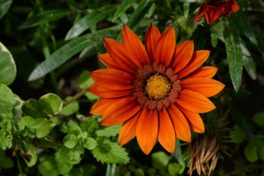 Gazania (Gazania) - aster ailesinin bir bitki cinsi.