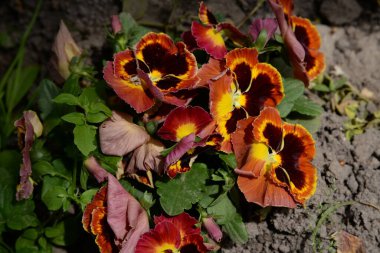 Violet üç renkli, vahşi nonoşlar