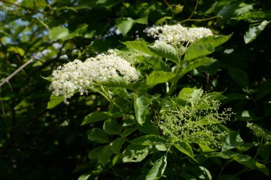 Mürver (Sambucus nigra), boznyak, buz, sambuk, ağaçsız