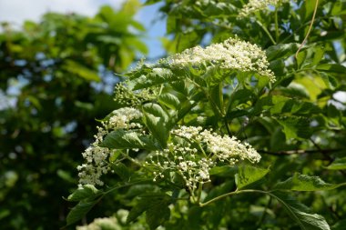 Mürver (Sambucus nigra), boznyak, buz, sambuk, ağaçsız