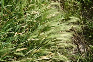 Çimen kokusu yaygındır.