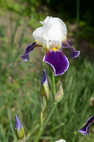 Roosters Irissen Latijns Iris — Stockfoto