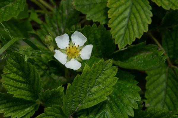 Bahçe çilekleri, bahçe çilekleri, ananas çilekleri, çilekler, çilekler.