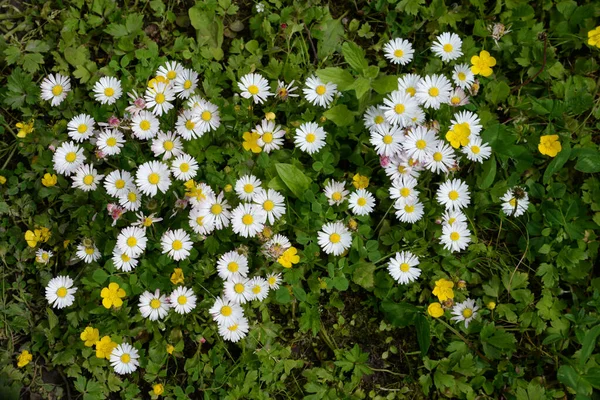 Papatya çayı ya da papatya çayı her yıl yüksek dallı bir bitki cinsidir.