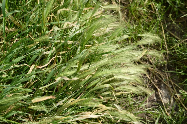 Çimen kokusu yaygındır.