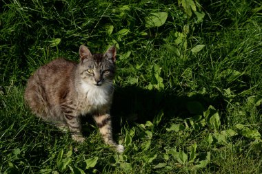 Horozlar veya irisler (Latin Iris)