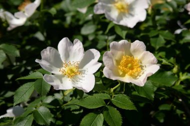 Rosehip, veya köpek gülü (Rosa canina L.)