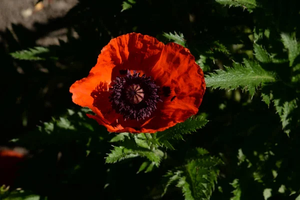 Itämainen Unikko Papaver Orientale — kuvapankkivalokuva