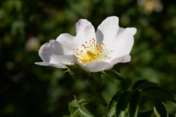 Róża Lub Róża Psia Rosa Canina — Zdjęcie stockowe