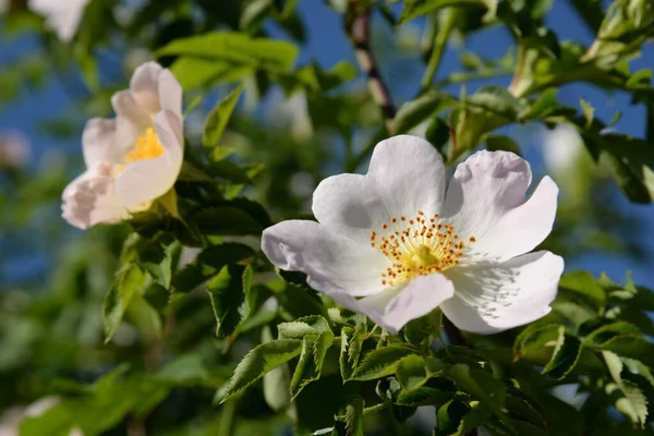 Nypon Eller Hundros Rosa Canina — Stockfoto