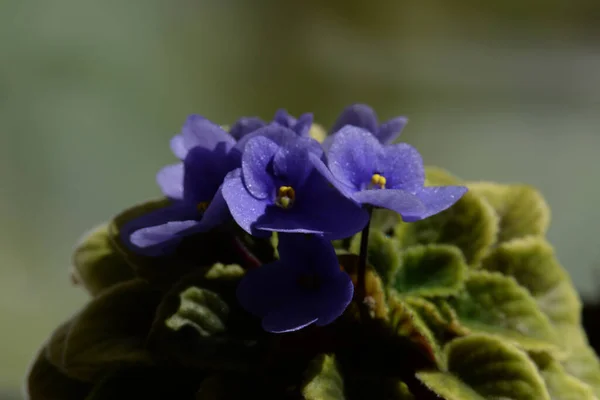 Palmaceae ラット アブラナ科 Areceace モノコチレドヌス科の木質植物群です — ストック写真