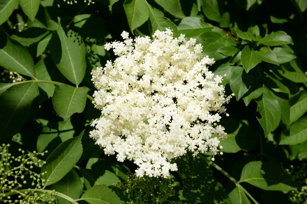 Mürver (Sambucus nigra), boznyak, buz, sambuk, ağaçsız