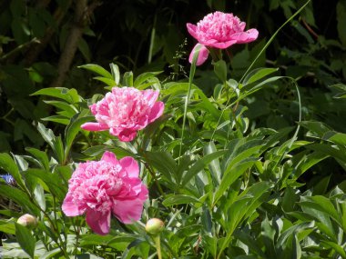 Çalı şakayığı (Paeonia kadın hakları savunucusu)