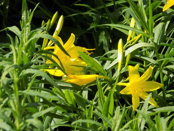 Daylily Yellow Yellow Lily Beautiful Day Lat Гемерокский Оазис — стоковое фото