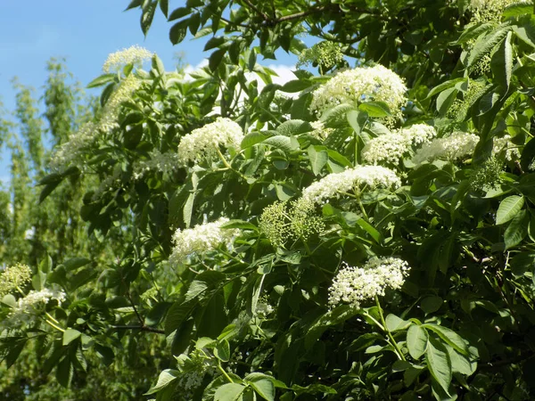 Mürver Sambucus Nigra Boznyak Buz Sambuk Ağaçsız — Stok fotoğraf