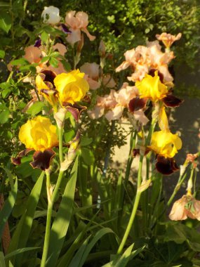  Horozlar veya irisler (Latin Iris)         