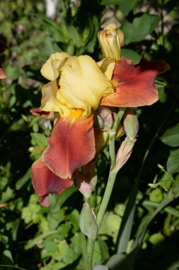 Horozlar veya irisler (Latin Iris)