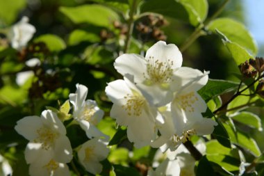  Alaycı turuncu (lat. Hughdelphus coronarius)