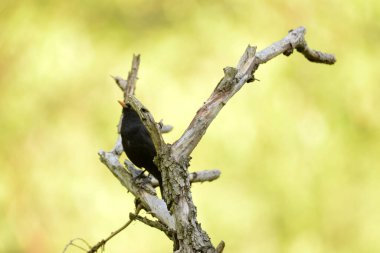 Kuru bir dalda siyah kuş