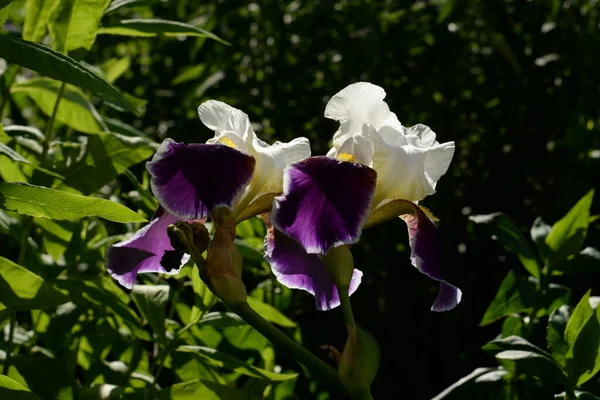 Roosters Irises Latin Iris — Zdjęcie stockowe