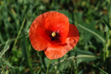   Yabani gelincik (Latin Papaver rhoeas; tarla gelinciği, haşhaş, kendi kendine tohumlanan gelincik)
