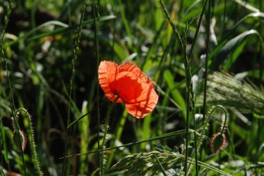   Yabani gelincik (Latin Papaver rhoeas; tarla gelinciği, haşhaş, kendi kendine tohumlanan gelincik)