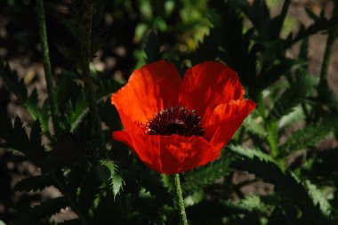 Oriental haşhaş (gelincik orientale)