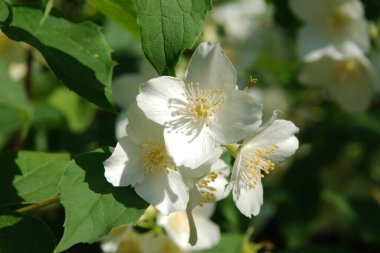  Alaycı turuncu (lat. Hughdelphus coronarius)