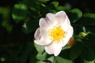Rosehip, veya köpek gülü (Rosa canina L.)