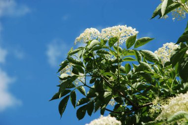 Mürver (Sambucus nigra), boznyak, buz, sambuk, ağaçsız