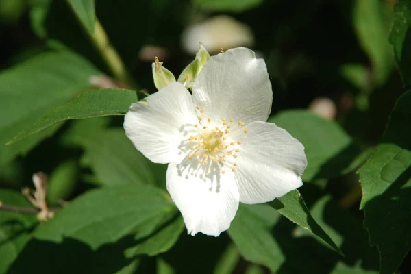 Naranja Falso Lat Philadelphus Coronarius — Foto de Stock