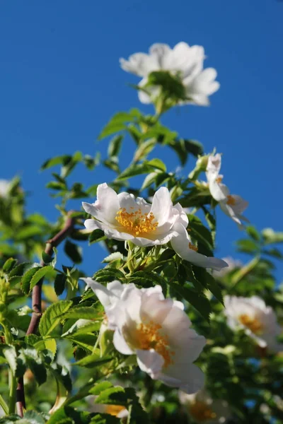 Rosa Mosqueta Rosa Perro Rosa Canina — Foto de Stock