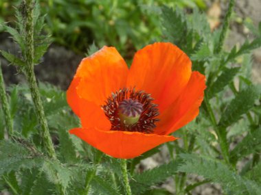 Oriental haşhaş (gelincik orientale)