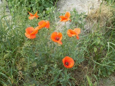 Yabani gelincik (Latin Papaver rhoeas; tarla gelinciği, haşhaş, kendi kendine tohumlanan gelincik)          