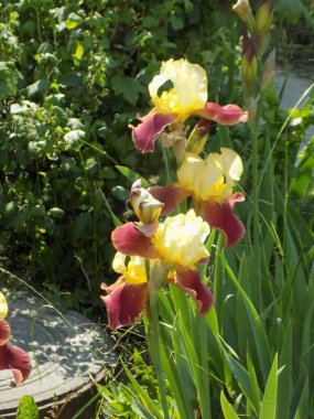 Horozlar veya irisler (Latin Iris)