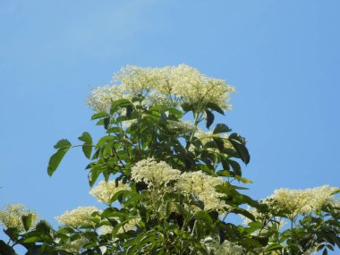 Mürver (Sambucus nigra), boznyak, buz, sambuk, ağaçsız