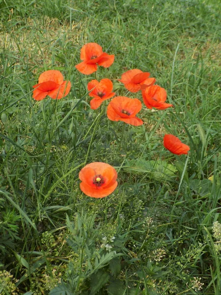 Wilde Papaver Latin Papaver Rhoeas Veld Papaver Papaver Zelf Zaaiende — Stockfoto