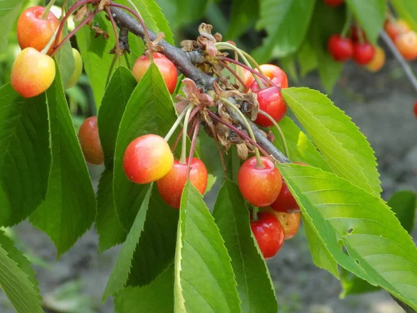 tatlı kirazlar (prunus avium)