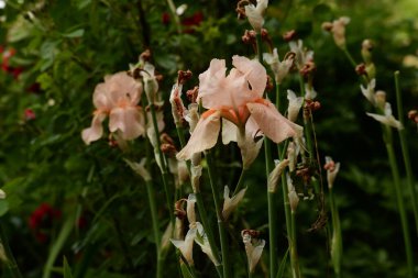 Horozlar veya irisler (Latin Iris)