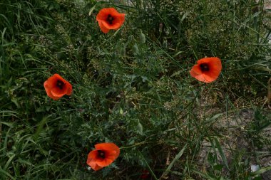 Yabani gelincik (Latin Papaver rhoeas; tarla gelinciği, haşhaş, kendi kendine tohumlanan gelincik)