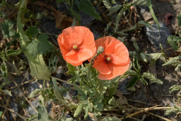 野生のケシ ラテン語 Papaver Rosea フィールドケシ 自食ケシ — ストック写真