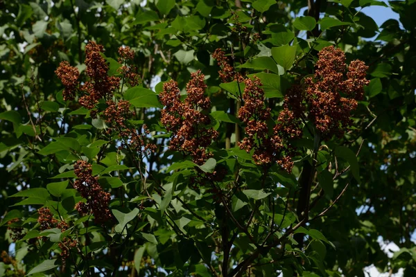 Dzik Zwyczajny Syringa Vulgaris — Zdjęcie stockowe