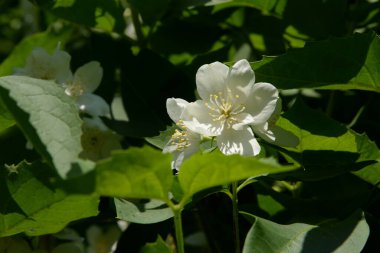 Alaycı turuncu (lat. Hughdelphus coronarius)