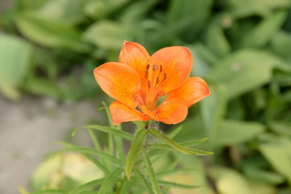 Lilium Είναι Ένα Γένος Από Πολυετή Βολβώδη Φυτά Της Οικογένειας — Φωτογραφία Αρχείου