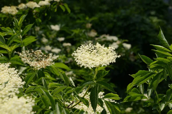 Fläderbär Sambucus Nigra Boznyak Buz Sambuk Trädlös — Stockfoto