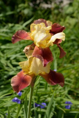 Horozlar veya irisler (Latin Iris)