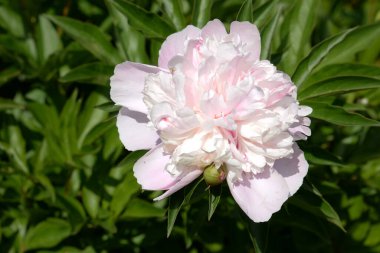 Çalı şakayığı (Paeonia kadın hakları savunucusu)