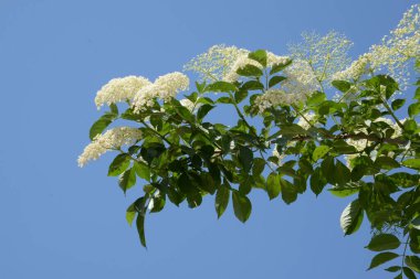 Mürver (Sambucus nigra), boznyak, buz, sambuk, ağaçsız