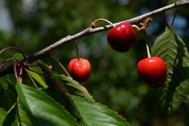 tatlı kirazlar (prunus avium)